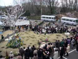 Cherry tree funeral in Japan