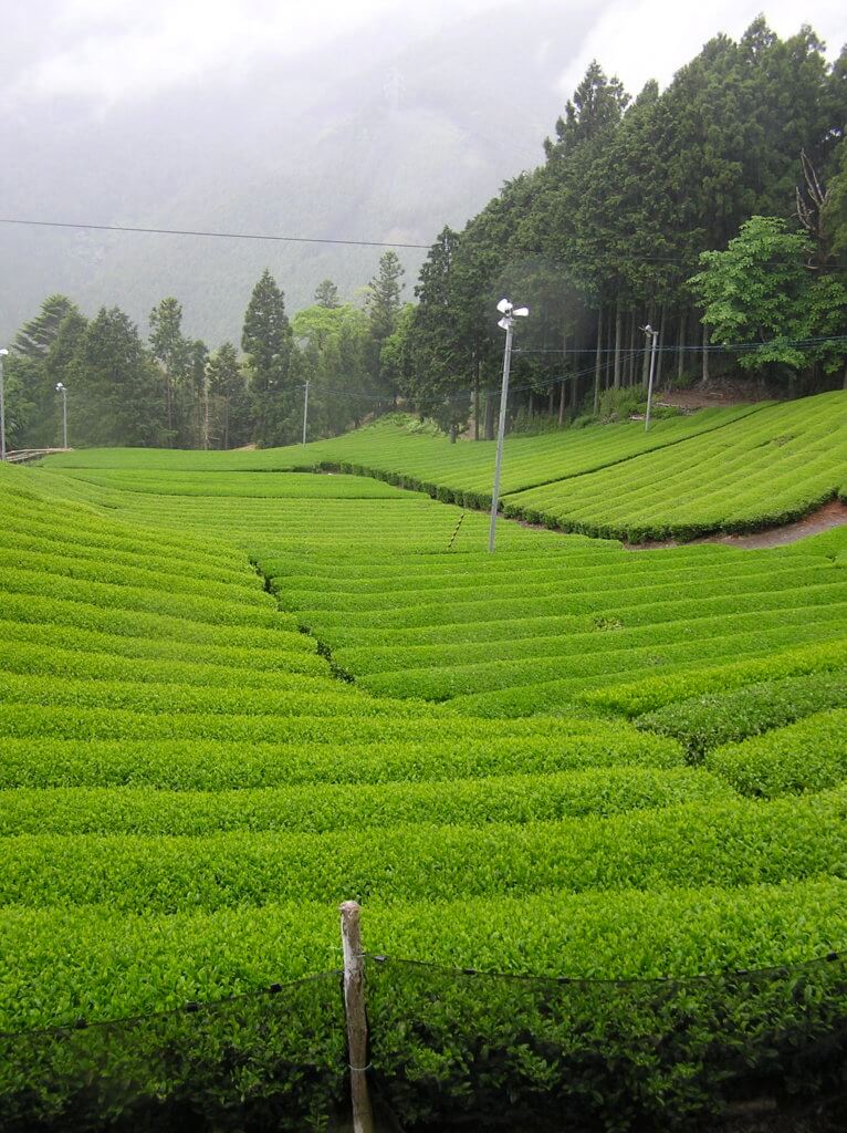 Tea Farm in Shizuoka