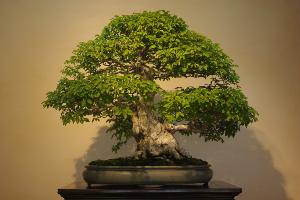 This bonsai was once cherished by former prime minister Nobusuke Kishi, who also served as president of the Nippon Bonsai Association from 1968 to 1987. 