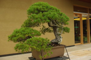 It is said that a bonsai masterpiece has “neither a front nor a back,” and the view of this tree, given the name “Higurashi” (all day long) can be enjoyed from any direction without tiring. Previously it had been owned by petroleum magnate Chutaro Nakano.