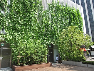 Green curtains often seen in summer time in Japan