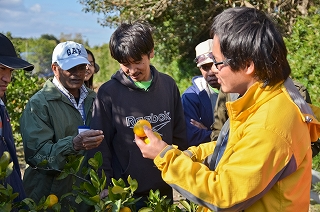 Participants on a study visit at a mikan farm