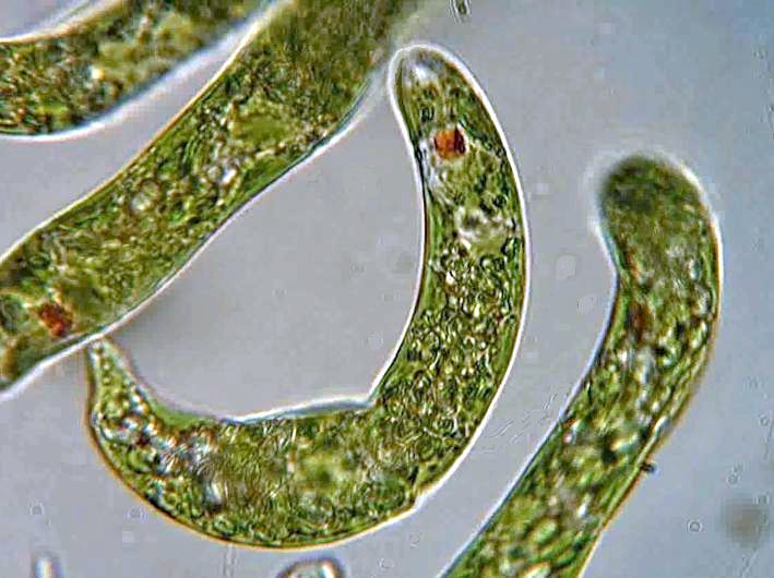 Midorimushi seen through a microscope