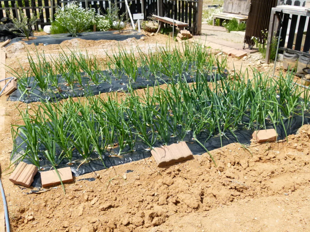 Healthy baby onions raised in the dried out soil of Nagata’s garden. Some chamomile is also visible on the far-end of the picture. 