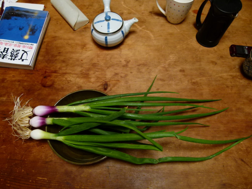 Harvested baby onions, laid out on the dining table.