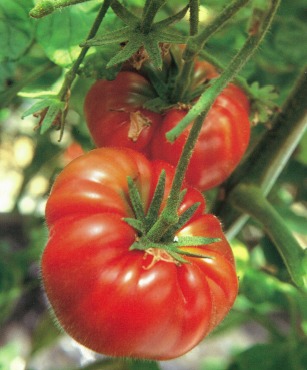 Tomatoes with downy hair sprouting on the stalk and surface to absorb moisture in the air