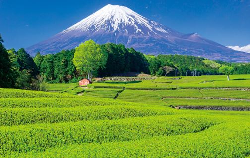 Tea farm in Shizuoka Prefecture