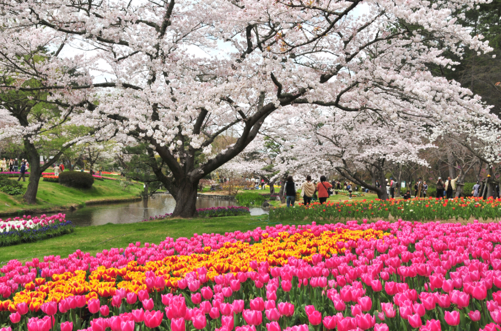 Tulips and cherry blossoms are blooming in the same season.