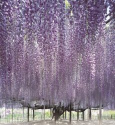 The giant wisteria tree in Ashikaga Flower Park