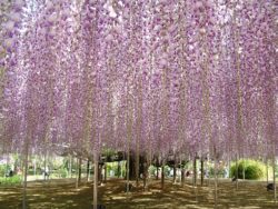The big old wisteria tree in Ashikaga Flower Park