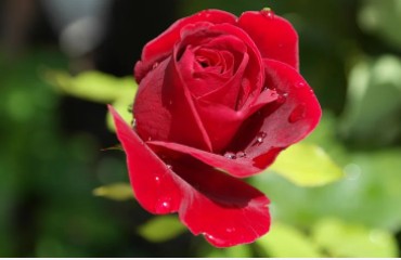 Bright crimson red rose