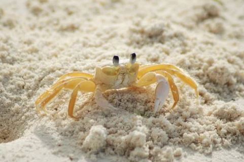 crab hole